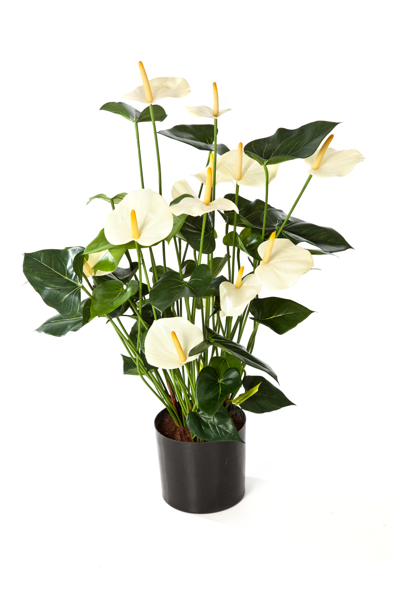 Anthurium Cremé H: 78 cm