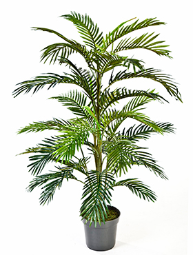 Areca Palm   H: 120 cm
