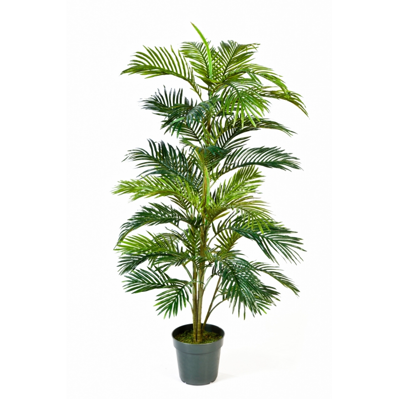 Areca Palm   H: 150 cm