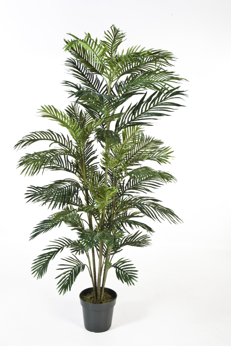 Areca Palm   H: 180 cm