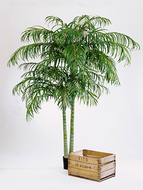 Areca Palm H: 240 cm