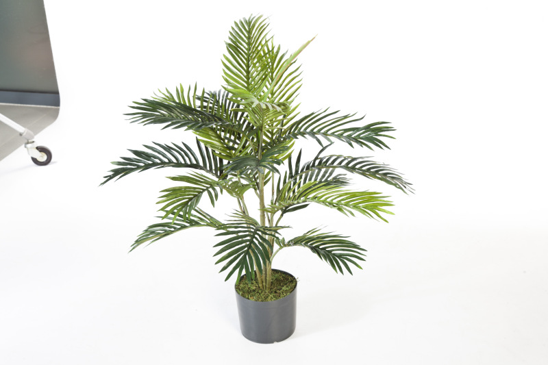 Areca Palm   H: 90 cm