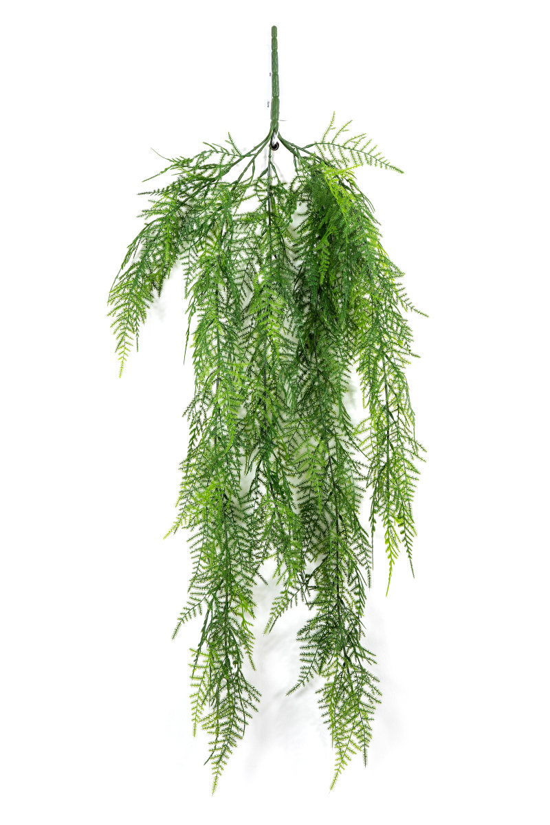 Asparagus Hang Vine H: 75 cm