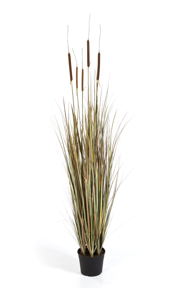 Autumn Cattail Gras H: 150 cm