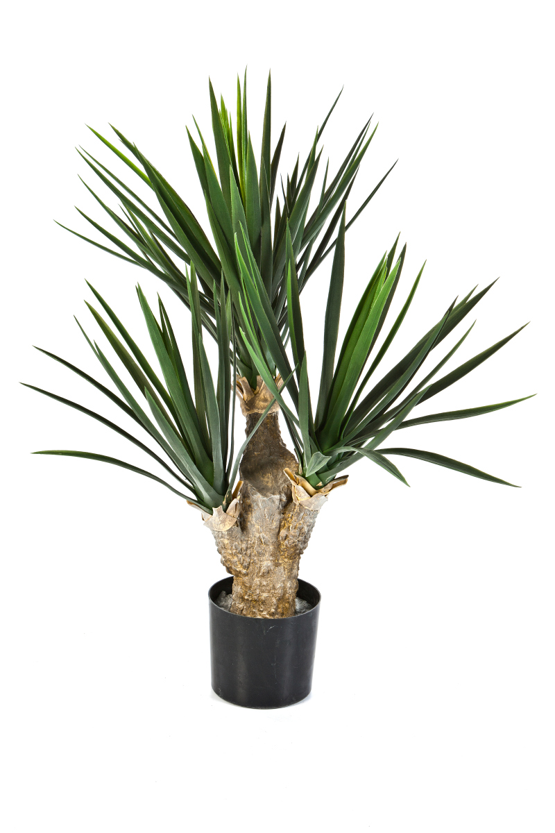 Baby Yucca H: 68 cm