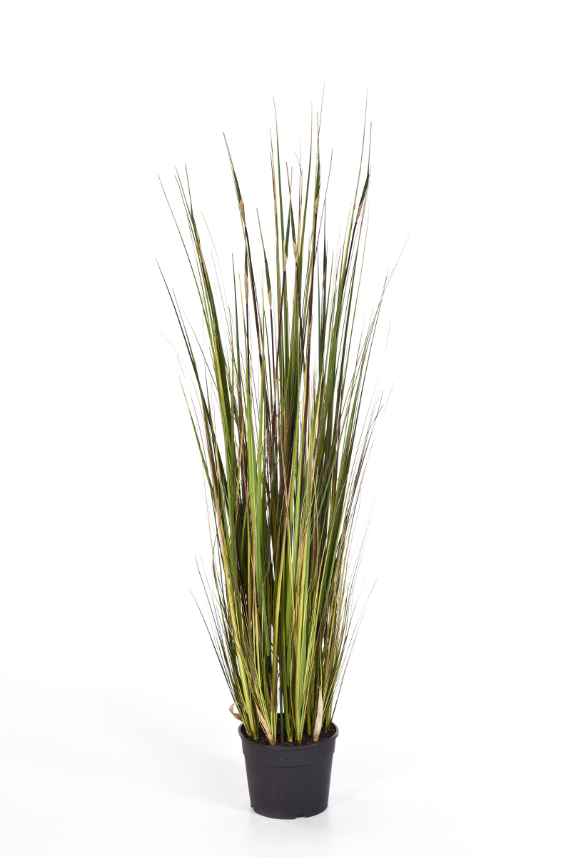 Bamboe Gras H: 120 cm
