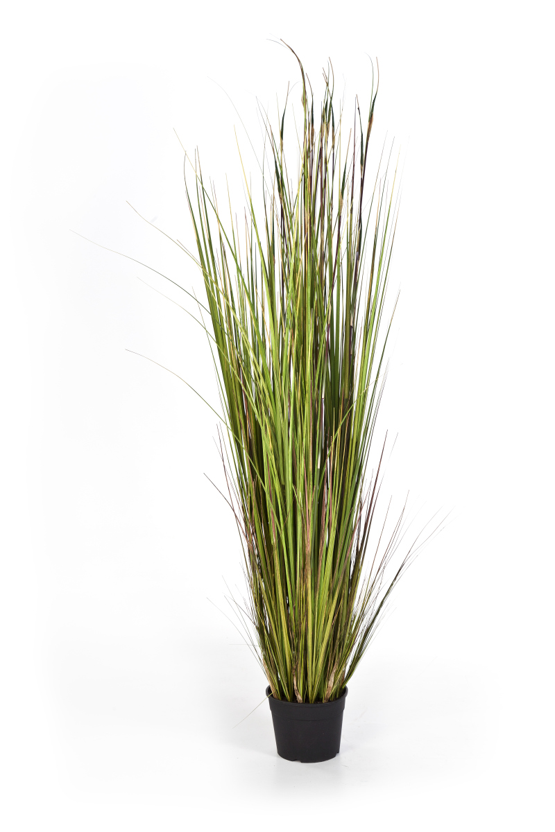 Bamboe Gras H: 150 cm