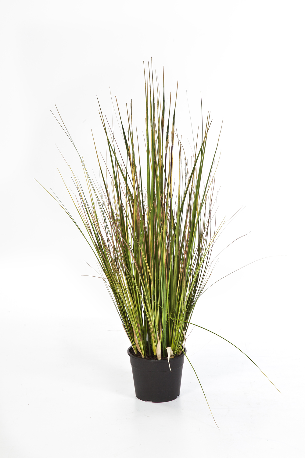 Bamboe Gras H: 90 cm