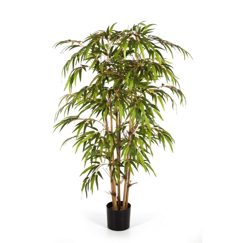 Bamboe H: 120 cm