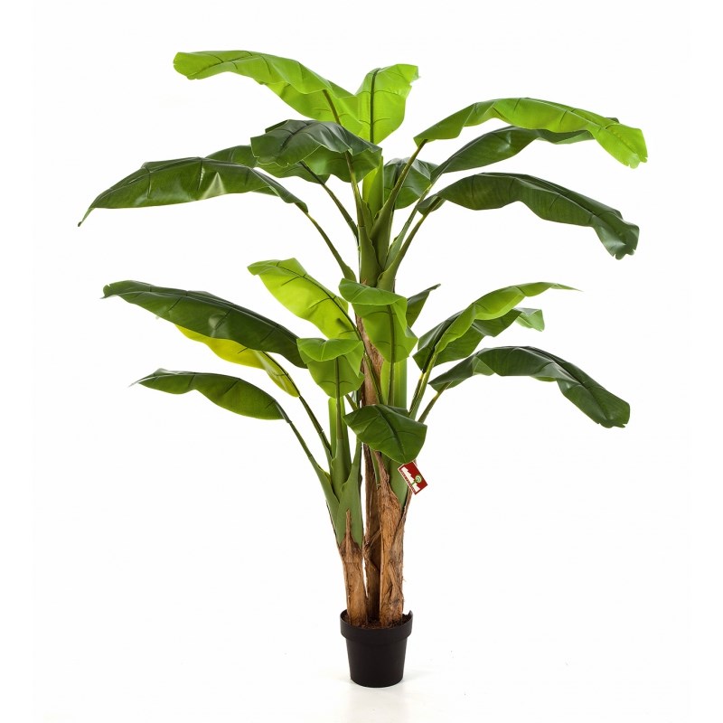 Bananenboom H: 240 cm