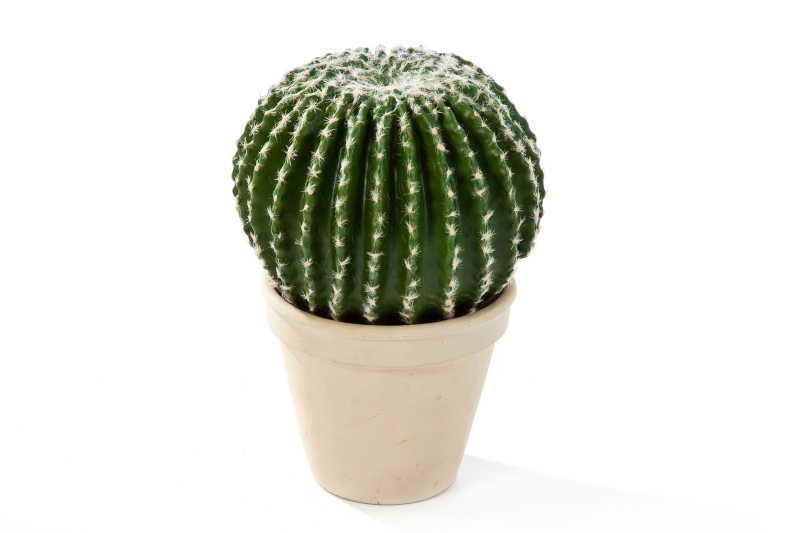 Barrel Cactus H: 24 cm