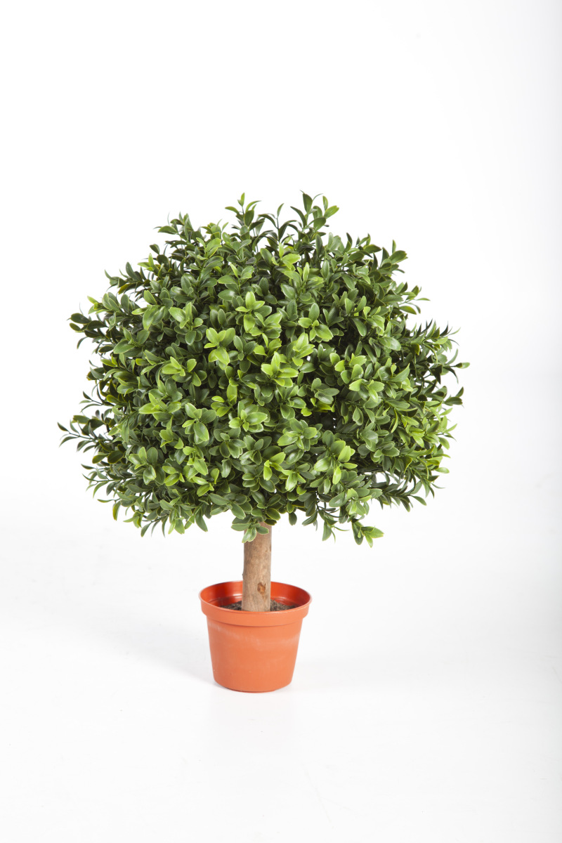 Buxus Bol 30 Cm  H: 40 cm