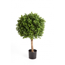 Buxus Bol 40 Cm  H: 55 cm