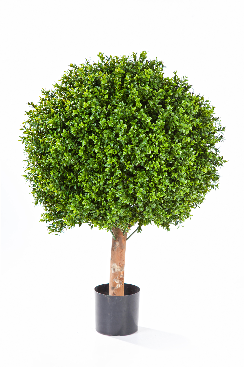 Buxus Bol 60 Cm  H: 75 cm