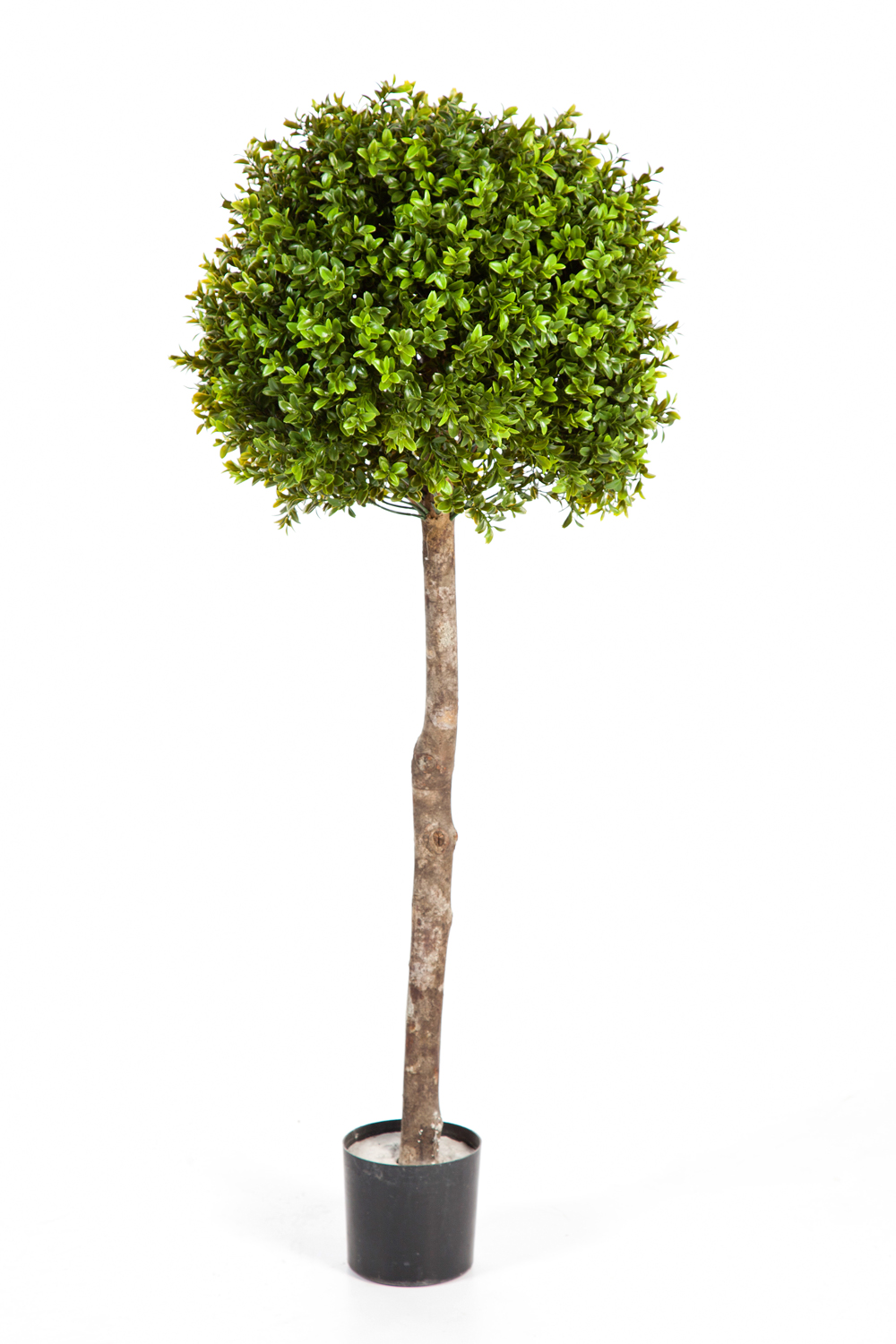 Buxus Bol Boom H: 105 cm