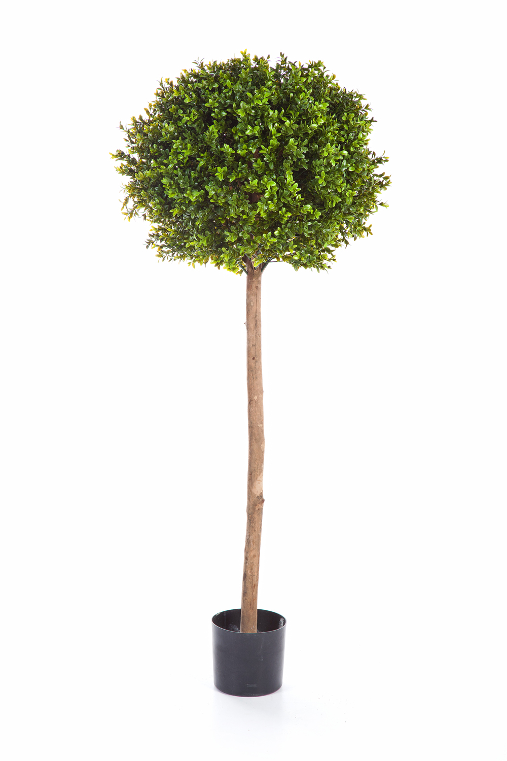 Buxus Bol Boom H: 140 cm