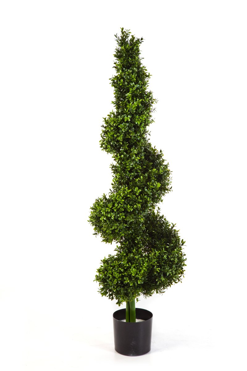 Buxus Royal Spira H: 135 cm