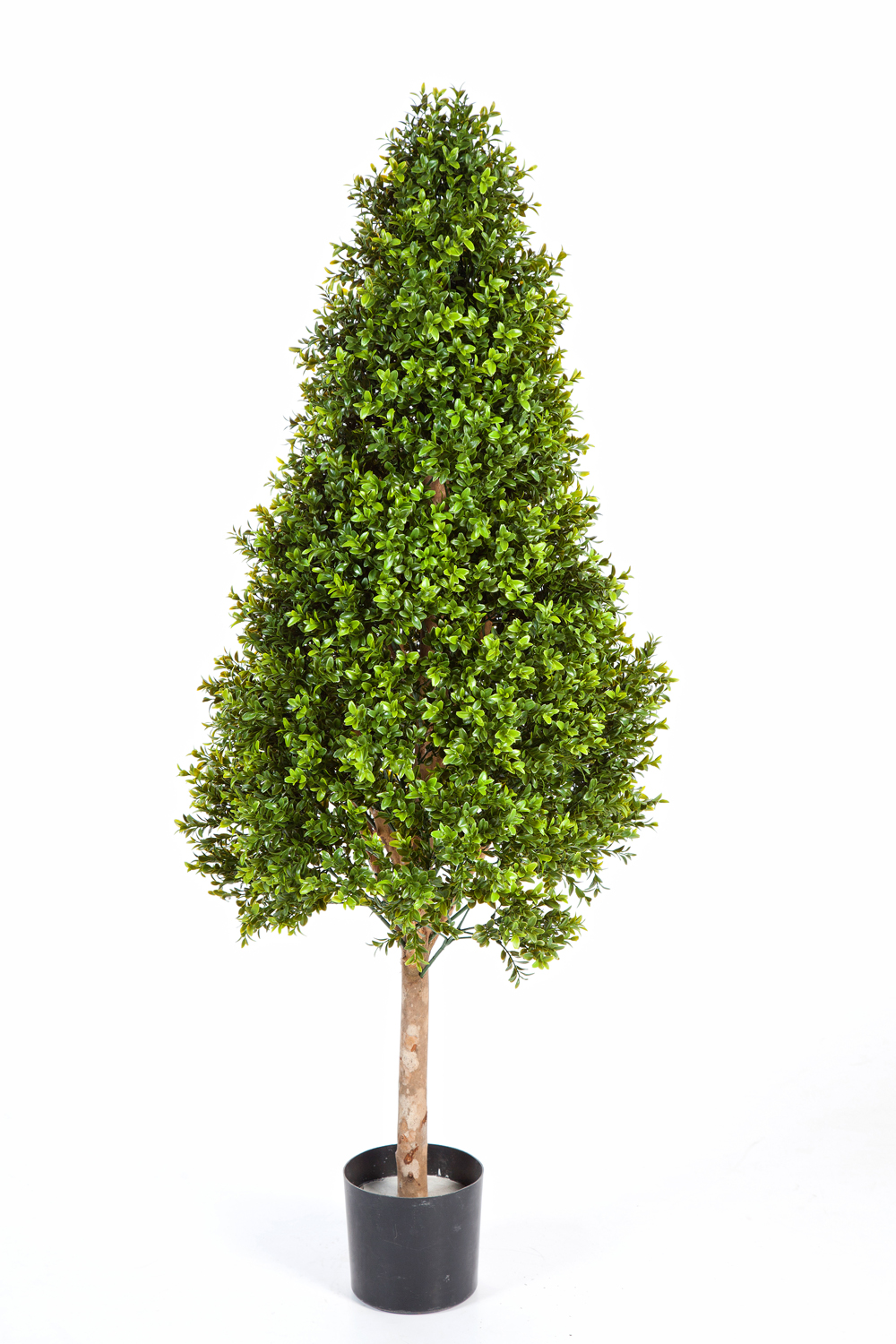 Buxus Tower Boom H: 105 cm