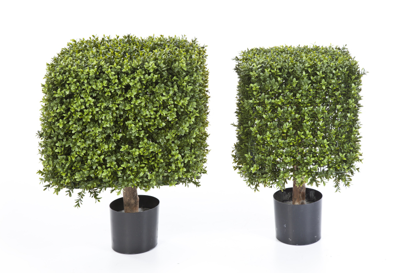 Buxus Vierkant Op Frame 47 Cm  H: 70 cm