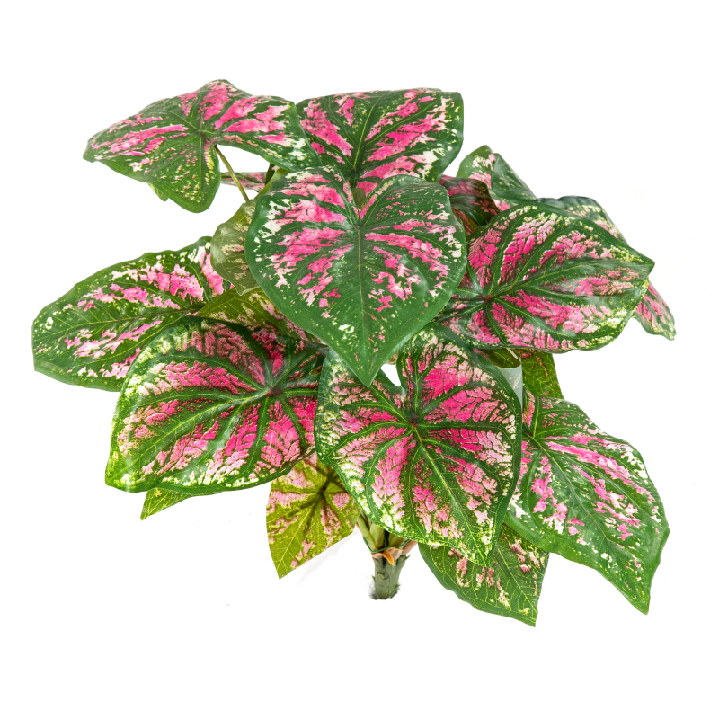 Caladium Bush Roze H: 34 cm