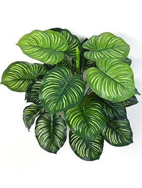 Calathea Bush H: 45 cm