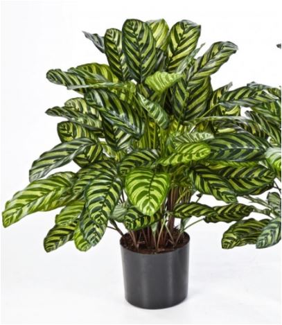 Calathea Groen  H: 78 cm