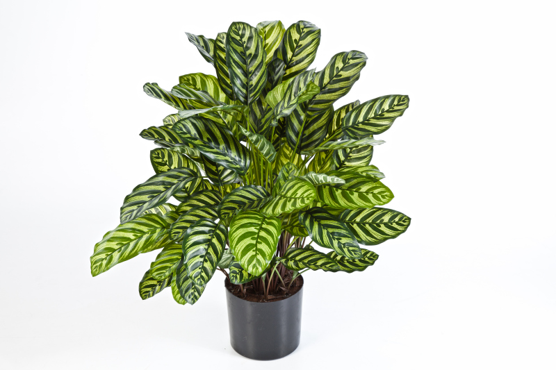 Calathea Groen  H: 80 cm