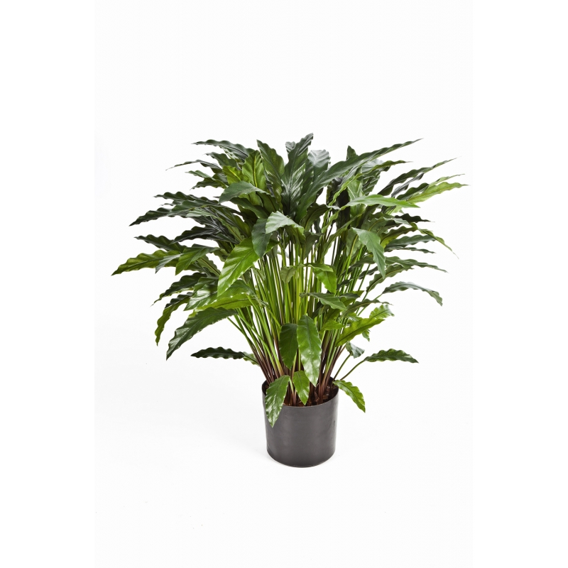 Calathea  H: 86 cm