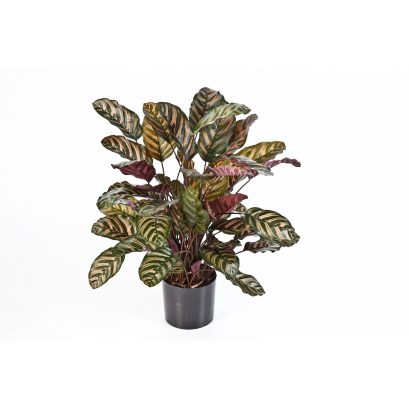 Calathea Rood  H: 78 cm