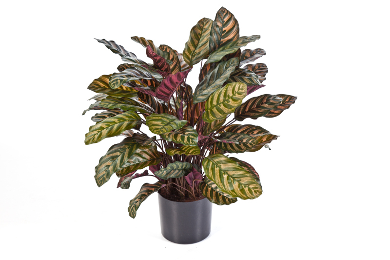 Calathea Rood  H: 80 cm