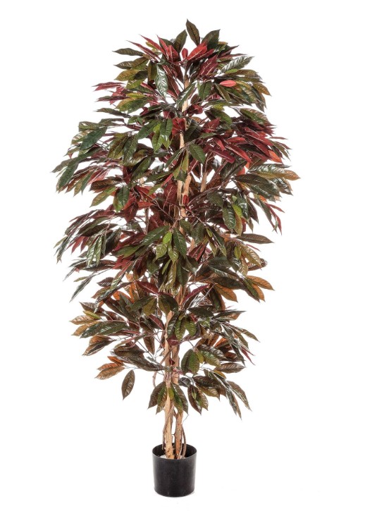 Capensia Bush  H: 150 cm