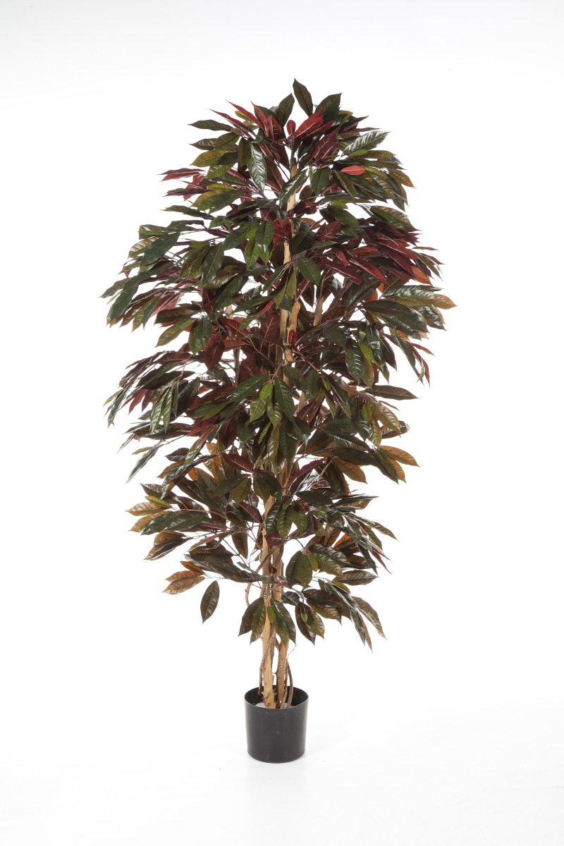 Capensia Bush H: 180 cm