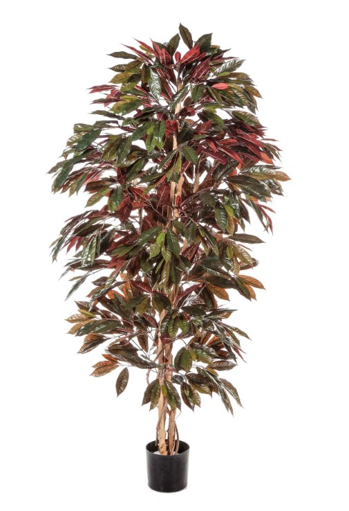 Capensia Bush  H: 210 cm