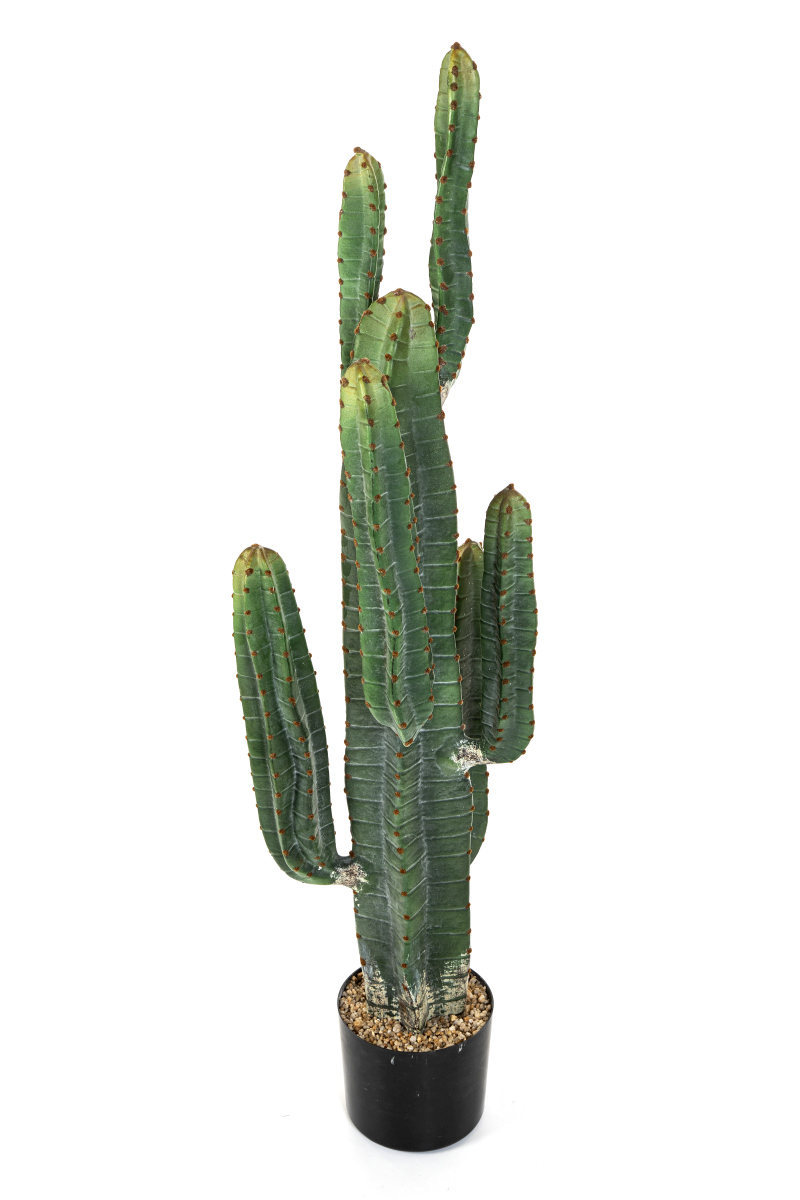 Cereus Cactus H: 115 cm