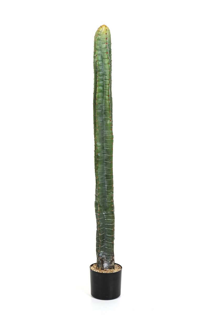 Cereus Column Cactus H: 140 cm