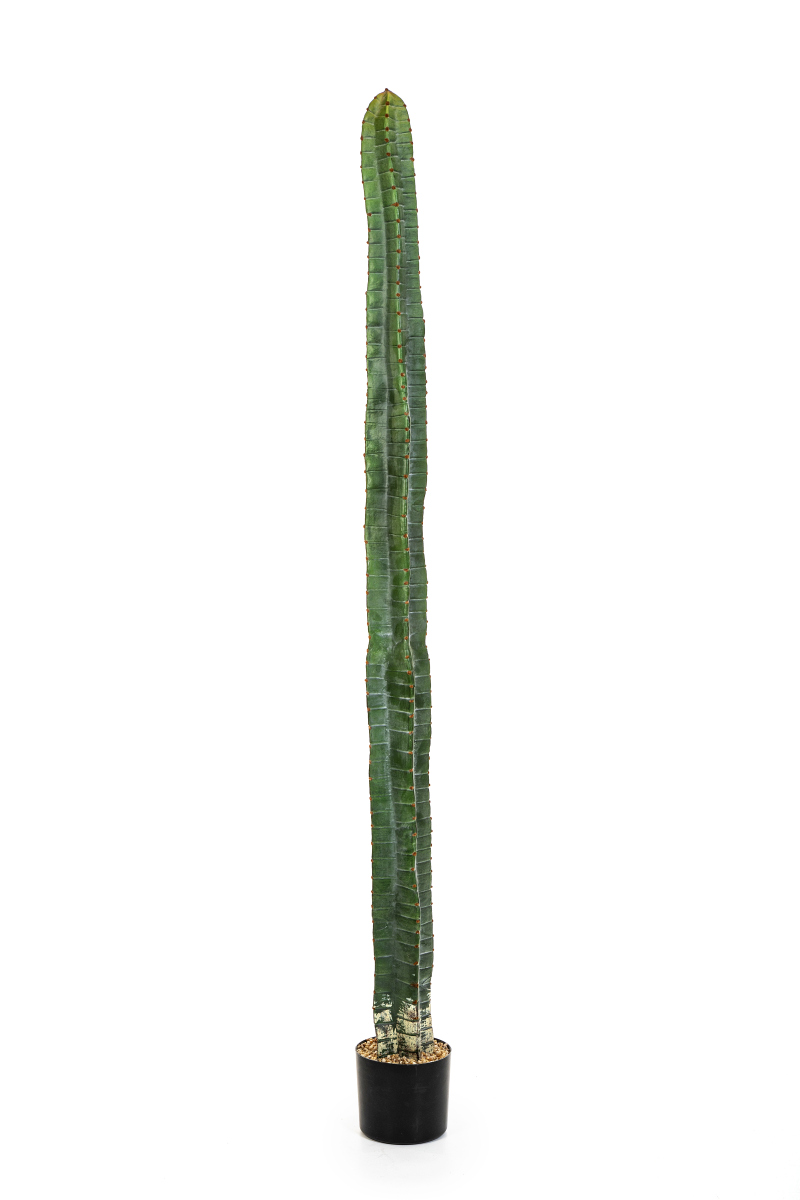 Cereus Column Cactus H: 180 cm
