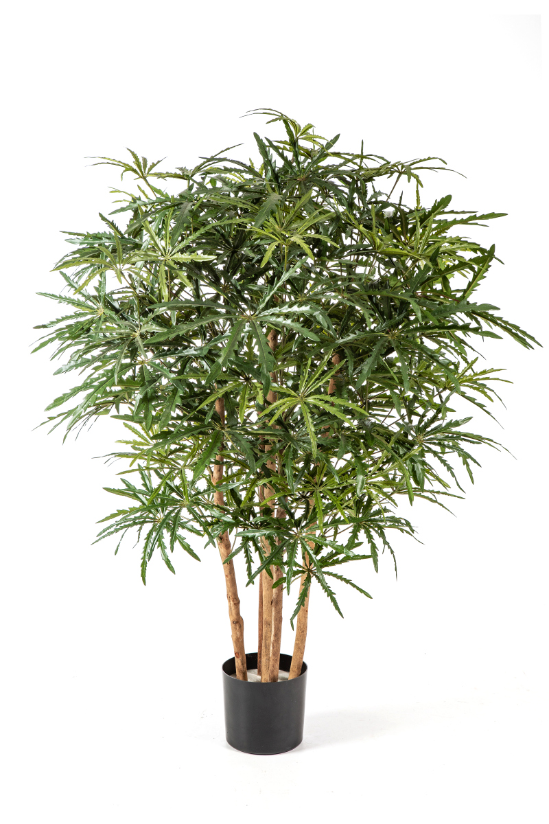 Clusia Bush Boom H: 115 cm