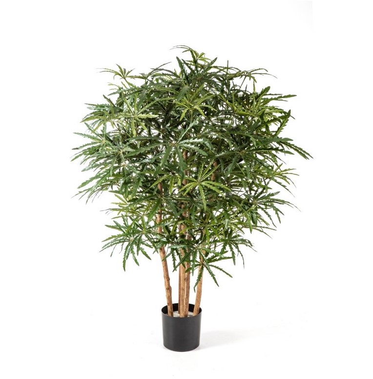 Clusia Bush Boom H: 85 cm