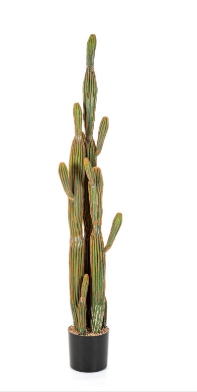 Columnar Cactus H: 150 cm