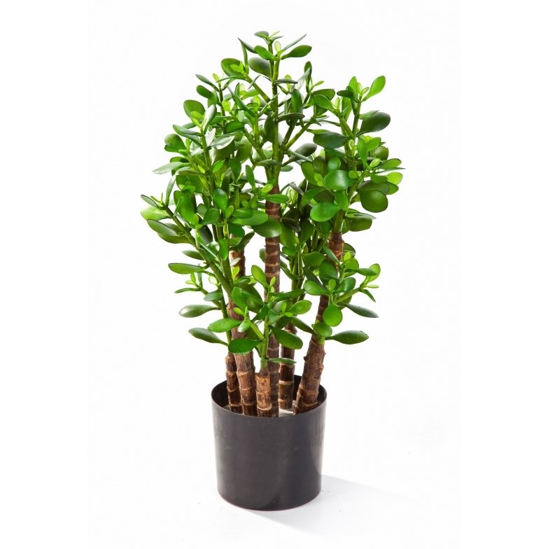 Crassula Ovata H: 60 cm