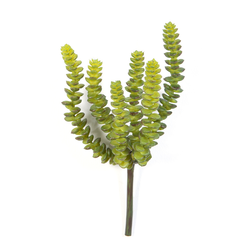 Crassula Perforata H: 17 cm