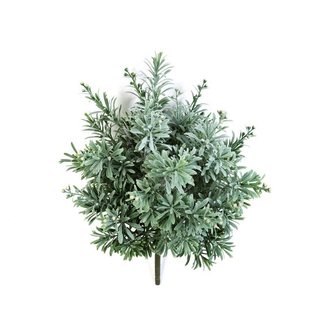 Crossostephium Bush H: 38 cm