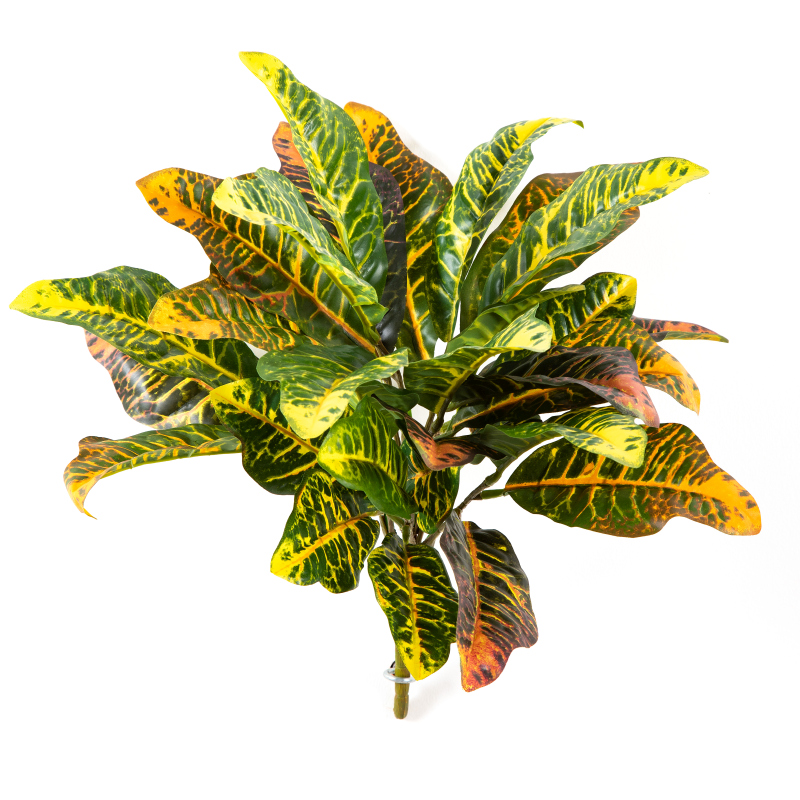 Croton Blad Bush H: 40 cm