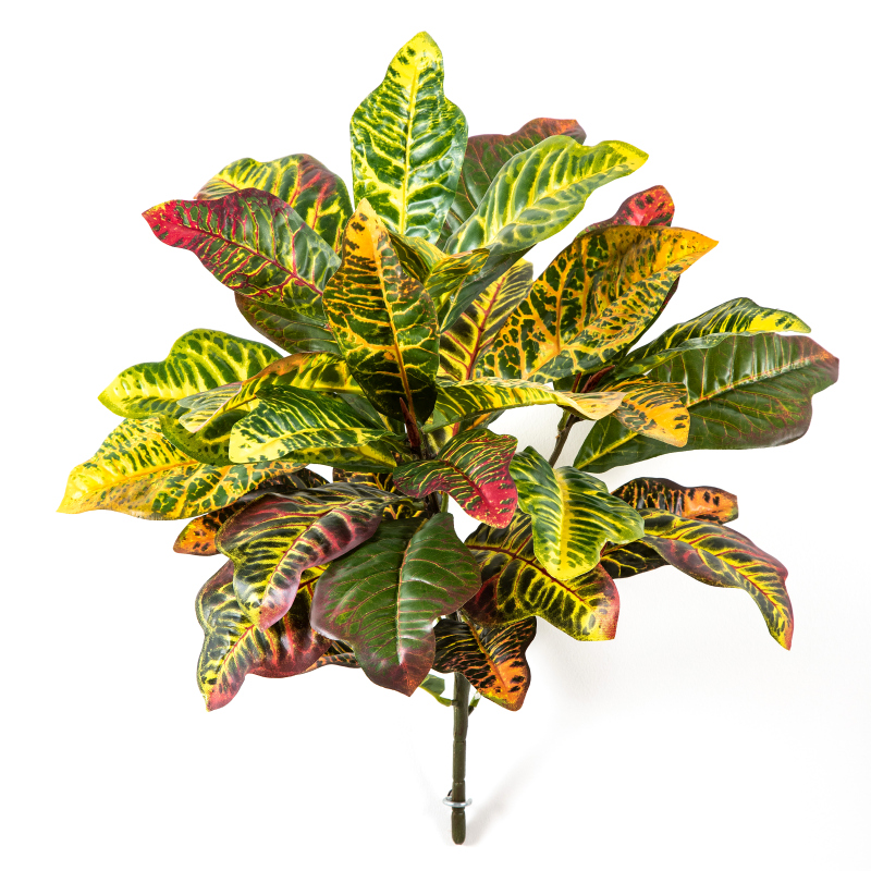 Croton Blad Bush H: 55 cm