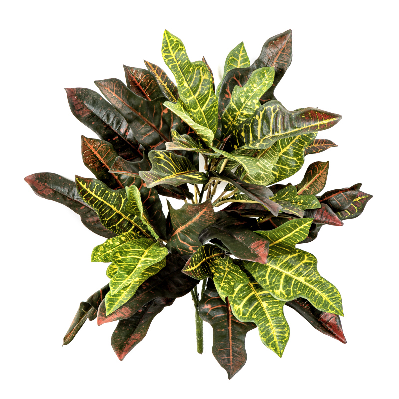 Croton Bush - Vlamvertragend  H: 50 cm