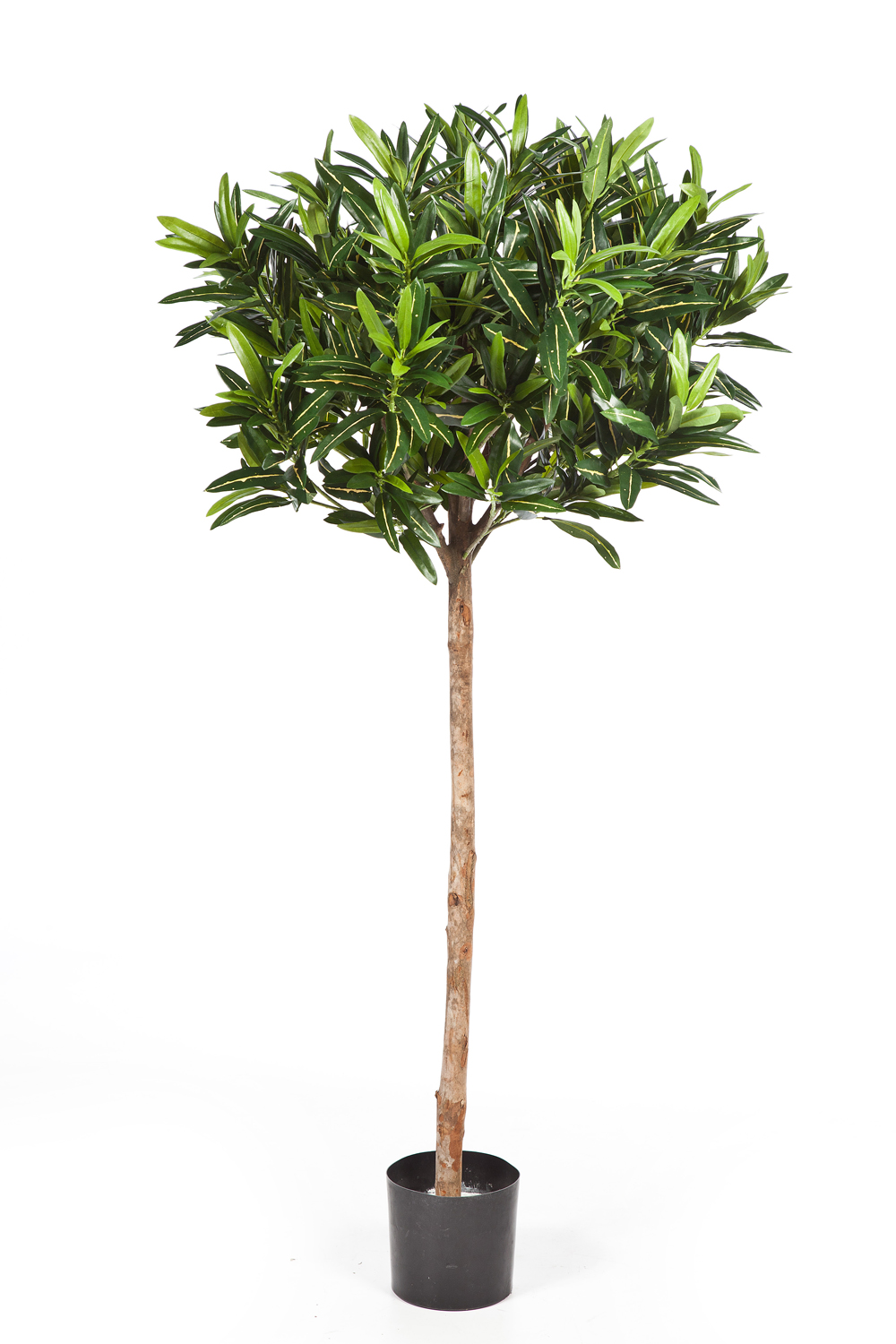 Croton Goldfinger Bol  H: 145 cm