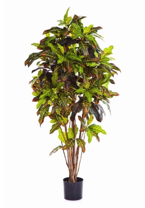 Croton Goldfinger Bol  H: 150 cm