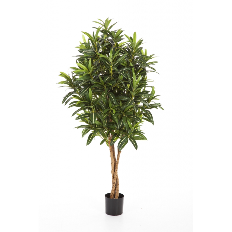 Croton Goldfinger Groen x 125