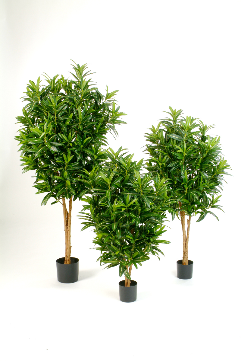 Croton Goldfinger H: 105 cm