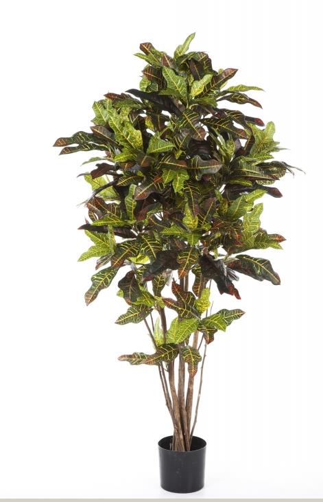 Croton Goldfinger H: 120 cm